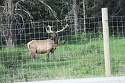 16 - Bow Lake  - IMG_0873